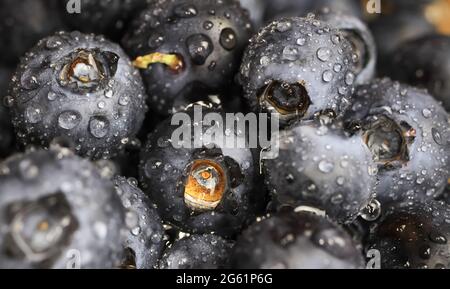 Macro-gros plan de bleuets mûrs frais et humides isolés avec gouttes d'eau Banque D'Images