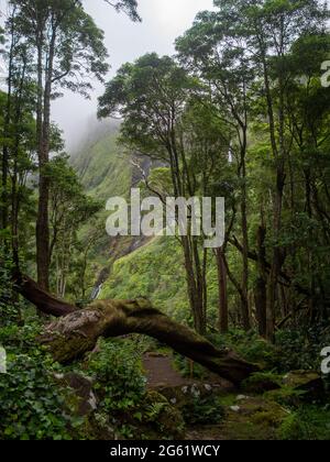 Cascades de Poço da Alagoinha et hauts arbres Banque D'Images