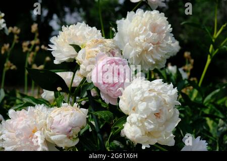 Paeonia lactiflora - pivoine de jardin commune Banque D'Images