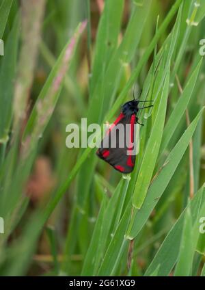 Papillon des Cinnabar, Tyria jacobaeae, avec ailes fermées. Banque D'Images