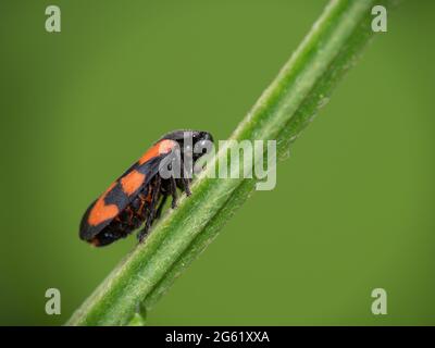 Cercomis vulnerata, insecte rouge et noir, sur tige. Banque D'Images