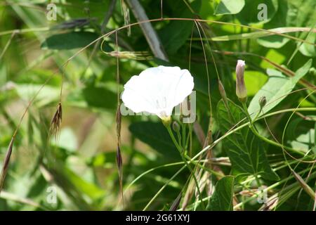 Champ de la bindweed en fleur gros plan avec fond vert Banque D'Images