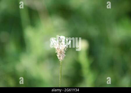 Ribwort plantain graines et fleur en fleur vue rapprochée de lui Banque D'Images