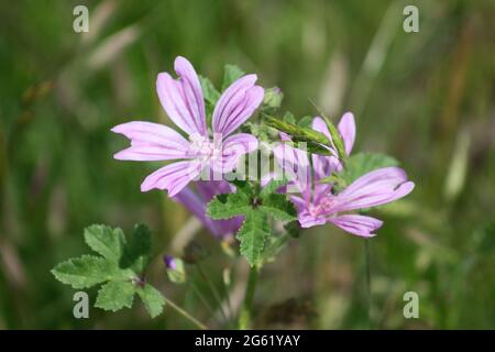 Maspule commun dans la vue en gros plan de la fleur Banque D'Images