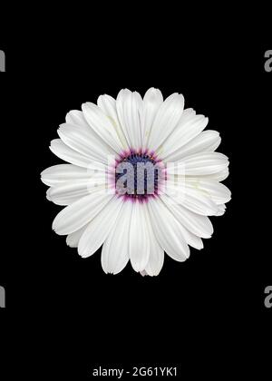 Un cap marguerite en fleur de gros plan isolé sur fond noir Banque D'Images