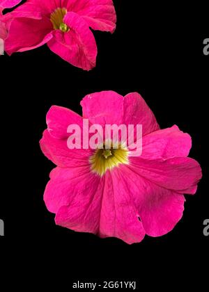 Jardin petunia vue rapprochée isolée sur fond noir Banque D'Images