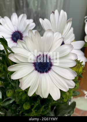 Blanc cape marguerite en fleur vue rapprochée Banque D'Images