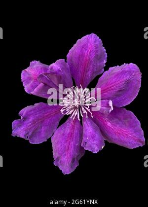 Clematis pourpre - fleur en cuir italien en fleur vue rapprochée isolée sur noir Banque D'Images