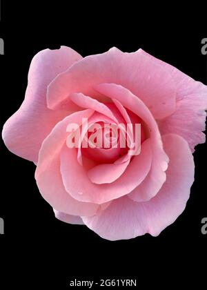 Grande rose en fleur de gros plan isolée sur fond noir Banque D'Images