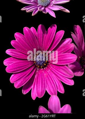 Violet cape marguerite en fleur vue rapprochée isolée sur fond noir Banque D'Images