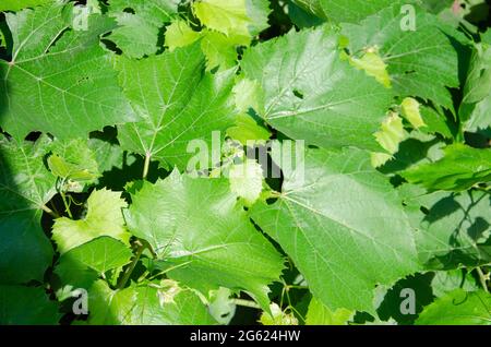 Raisins de Girlish lat. Parthenocissus. Un genre de plantes de la famille des Grape. Une feuille texturée à cinq pointes vert large avec nervures sur le fond d'un W. Banque D'Images