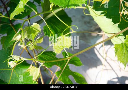 Raisins de Girlish lat. Parthenocissus. Un genre de plantes de la famille des Grape. Une feuille texturée à cinq pointes vert large avec nervures sur le fond d'un W. Banque D'Images