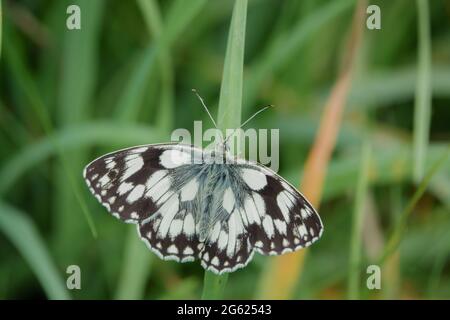 Papillon blanc marbré (Melanargia galathea) reposant sur une grande tige d'herbe Banque D'Images