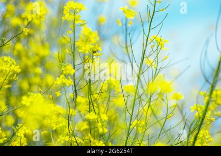 Gros plan de plantes de moutarde jaune sauvage avec effet flou de vent de bokeh et ciel bleu cyan Banque D'Images