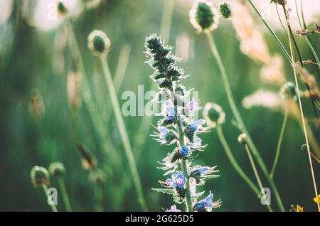Gros plan du bugloss de viper sur un champ avec le vent déplacé fleurs sauvages arrière-plan bokeh Banque D'Images