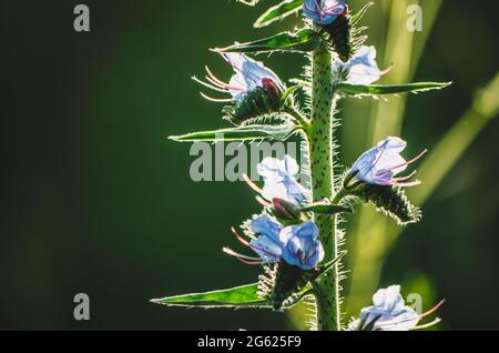 Gros plan de la plante bugloss de viper sur fond vert bokeh avec espace de copie, lumière dorée Banque D'Images