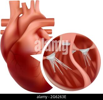 Anatomie du cœur réaliste avec coupe transversale rapprochée. illustration 3d du cœur humain. Illustration de Vecteur