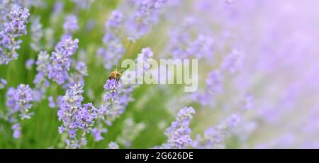 L'abeille pollinise les fleurs de lavande dans un champ. Lavande un jour d'été comme un fond floral. Mise au point sélective. Banque D'Images