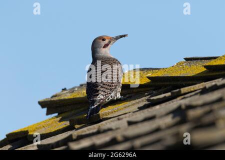 Un mâle adulte de Northern Flicker, Colaptes auratus, se nourrit de fourmis provenant d'un toit en bois de la vallée de San Joaquin en Californie. Banque D'Images