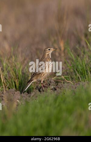 Un adulte en alerte, le Pipit d'Anthus rubescens, posant dans un habitat de prairie sur la réserve naturelle nationale de San Luis, en Californie, dans le comté de Merced. Banque D'Images