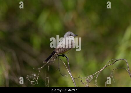 Un oiseau de l'Ouest adulte, Tyrannus verticallis, perché dans un couloir riverain de la réserve naturelle nationale de San Luis, en Californie. Banque D'Images