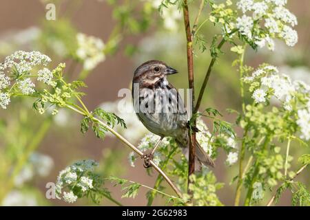 Un Bruant de chanson adulte, Melospiza melodia, perché sur le poison Hemlock, Conium masculatum, à la réserve naturelle nationale Merced de Californie. Banque D'Images