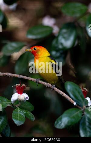 Le mâle du Tanager occidental, Piranga ludoviciana, se nourrit de pétales de l'ananas de Guava dans l'habitat de la cour urbaine de la vallée de San Joaquin en Californie. Banque D'Images