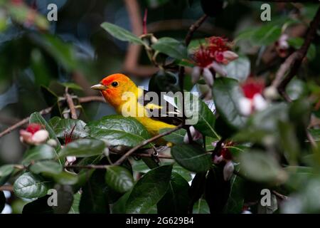 Magnifique Tanager de l'Ouest mâle, Piranga ludoviciana, se nourrissant sur les pétales comestibles d'une ananas Guava, Feijoa sellowiana, Los Banos, Californie. Banque D'Images