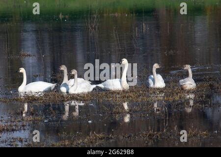 Un groupe de la famille des Cygnes siffleurs, Cygnus columbianus, se trouve dans une zone humide peu profonde dans la zone d'hivernage de la vallée de San Joaquin en Californie. Banque D'Images