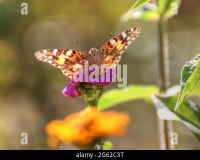 Un papillon lady peint rétroéclairé reposant sur une fleur Banque D'Images