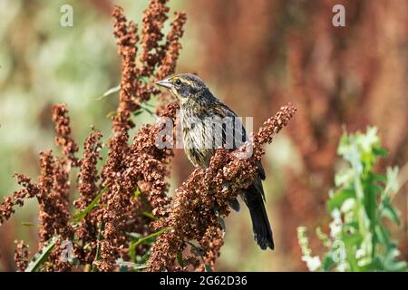 Femelle d'oiseau-noir ailé (Agelaius phoeniceus) perchée sur une plante de Cully Dock (Rumex crispus) Banque D'Images