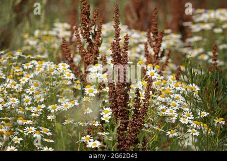 Rumex crispus et camomille, fleurs camomille Banque D'Images