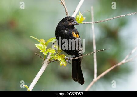 Blackbird ailé rouge, (Agelaius phoeniceus), Young Banque D'Images