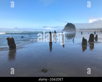 Le long de la côte de l'Oregon : forêt fantôme de Neskowin - vestiges d'anciennes épinettes de sitka courues sous l'eau après un tremblement de terre il y a 2000 ans. Banque D'Images