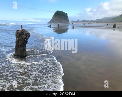 Le long de la côte de l'Oregon : forêt fantôme de Neskowin - vestiges d'anciennes épinettes de sitka courues sous l'eau après un tremblement de terre il y a 2000 ans. Banque D'Images