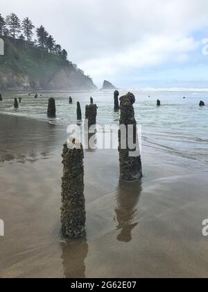 Le long de la côte de l'Oregon : forêt fantôme de Neskowin - vestiges d'anciennes épinettes de sitka courues sous l'eau après un tremblement de terre il y a 2000 ans. Banque D'Images