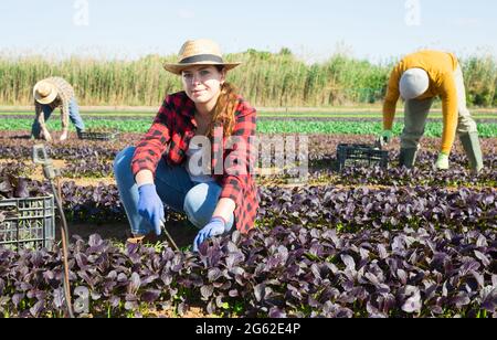 Femme fermier cueillant rouge komatsuna feuilles verts Banque D'Images