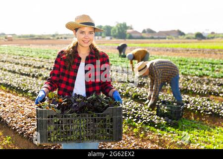 Femme fermier porte boîte avec komatsuna choisi Banque D'Images