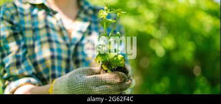 Womans mains tiennent les jeunes pousses des plantes au jardin, nouveau concept de vie Banque D'Images