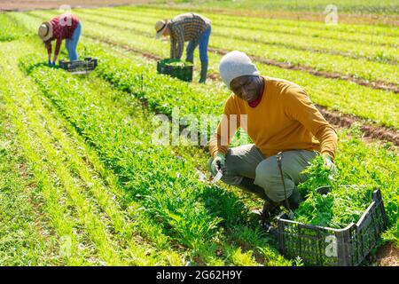 Travailleur afro-américain récoltant de la mizuna verte dans le jardin Banque D'Images