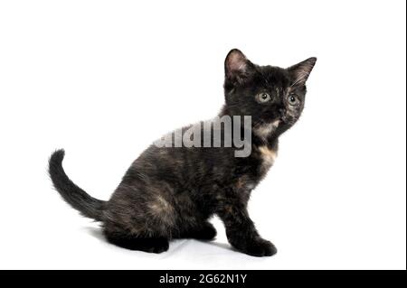 un chaton à pois noirs et rouge de race se trouve sur un fond blanc isolé Banque D'Images