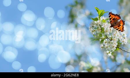 Arrière-plan panoramique flou avec papillon sur une fleur de prune et bokeh. Design artistique, bannière Banque D'Images