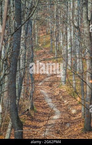 Dans la forêt, un chemin piétonnier parsemé de feuilles mortes vents parmi les arbres. Paysage d'automne Banque D'Images