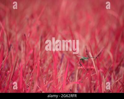 La tête d'insecte Dragonfly s'assoir sur des feuilles d'herbe rose brouillé arrière-plan. Banque D'Images