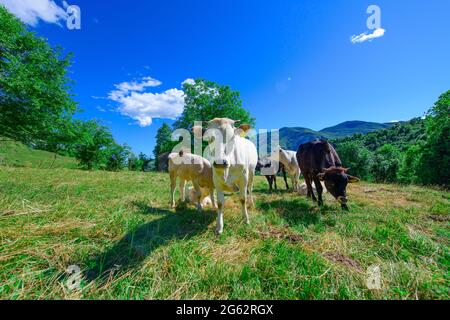 Pâturage des vaches sur les Alpes italiennes en été Banque D'Images
