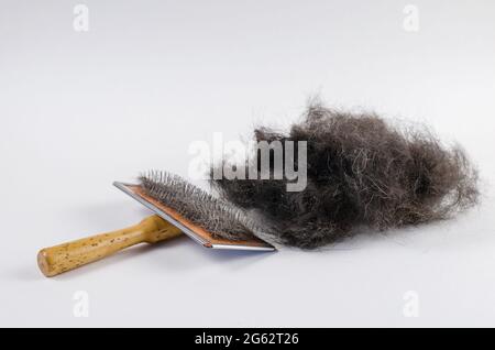 Brosse pour animaux et poils de chien noirs sur fond blanc. Peigne spécial pour enlever les poils morts d'animaux avec une poignée en bois. Bouquet de poils d'animaux. Haut v Banque D'Images