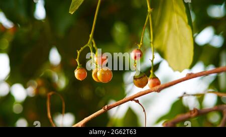 Concept de l'industrie des plantes médicinales et homéopathiques. Cordia myxa, Cordia dochotoma plante arbre avec mûr doré suspendu fruits gros plan. Banque D'Images