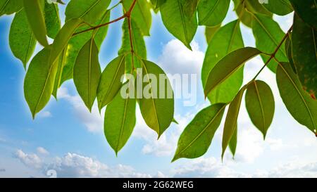 Feuilles de prune Jamun ou Java. Gros plan de Jamun ou Syzygium cumini avec un nouveau motif de feuilles vertes fraîches. Banque D'Images