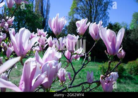 Le magnolia violet et les boutons floraux fleurissent au printemps. Magnolia liliflora. Fleurs roses sur branche d'arbre. Arrière-plan Blossom. Banque D'Images