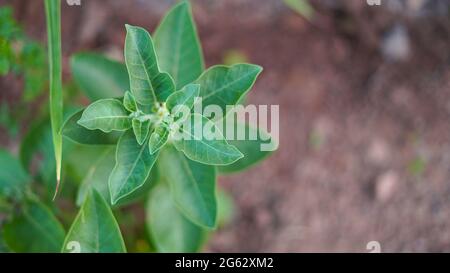 Ashwagandha ou Withania somnifera est devenu l'une des herbes ayurvédiques les plus populaires dans le monde occidental. Banque D'Images